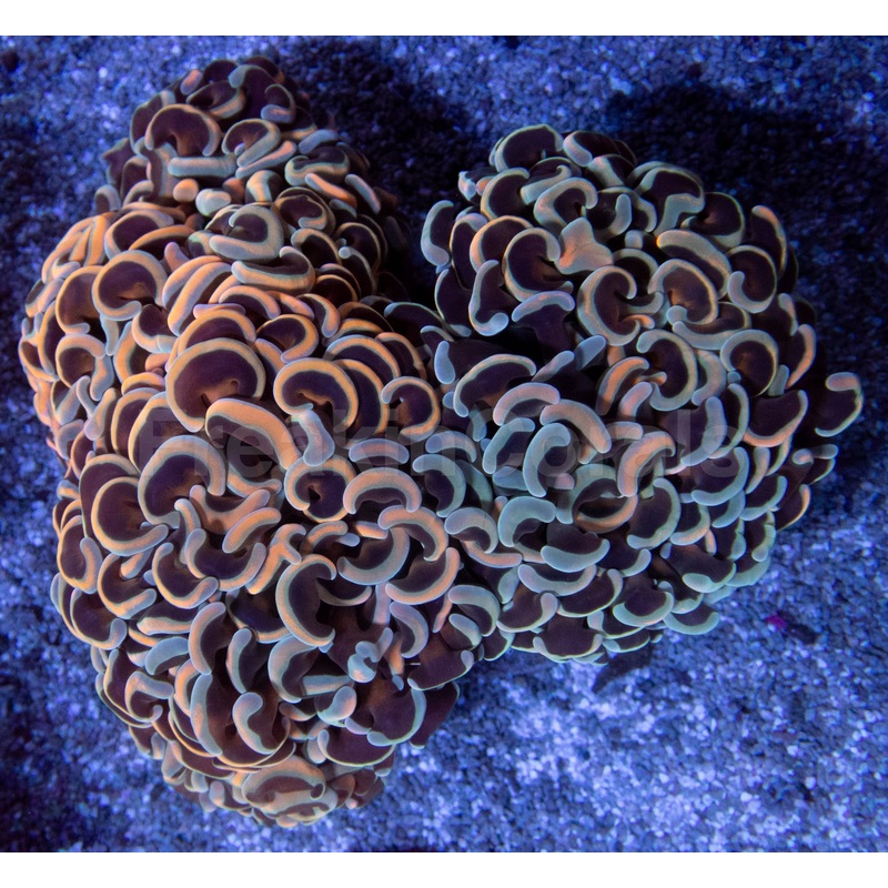 Fusion Gold & Blue Tip Ancora Euphyllia