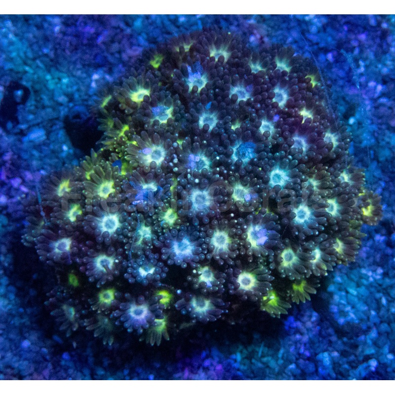 Fusion Purple & Glitter Green Goniopora Mini Colony (Goniopora spp.  Aussie Origin)