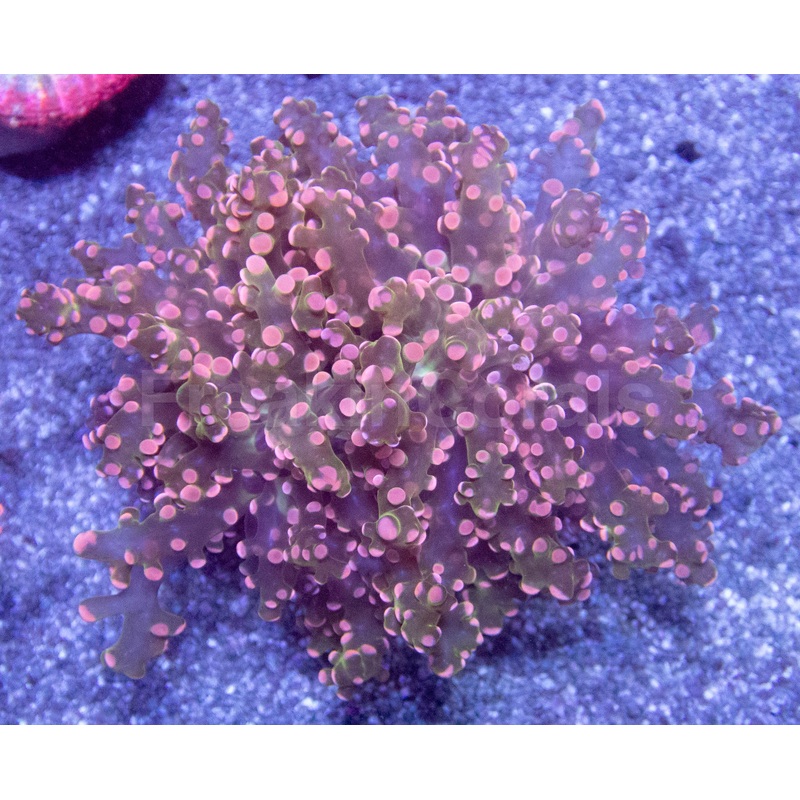 Galactic Blossom Euphyllia (Euphyllia paradivisa)