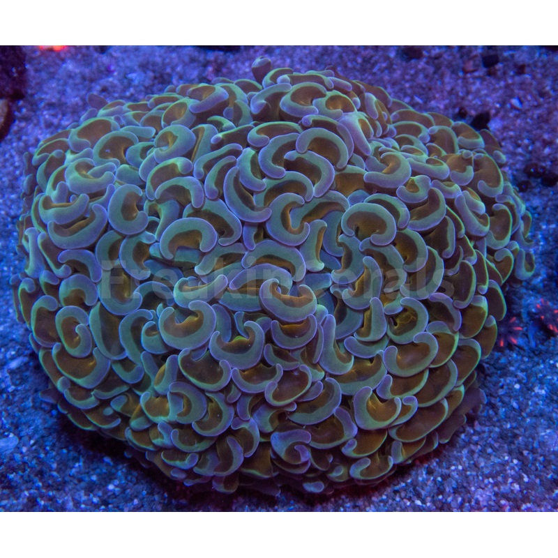 Gilded Tempest Hammer Coral