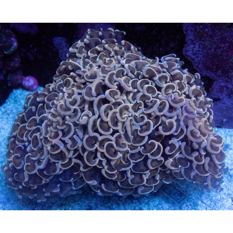 Gold and Pink Ancora Euphyllia
