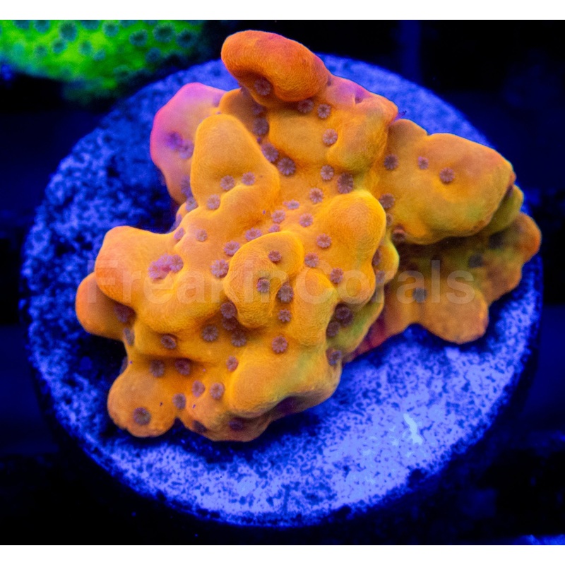 Golden Blush Montipora (Montipora spp.)