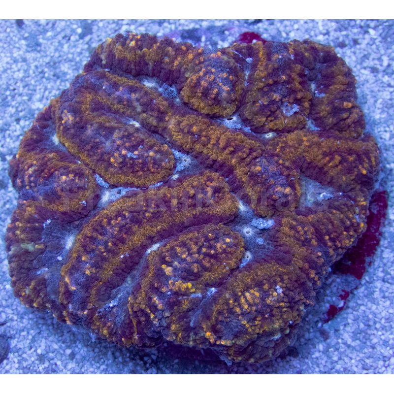 Golden Ember Symphillia (Symphillia spp.)
