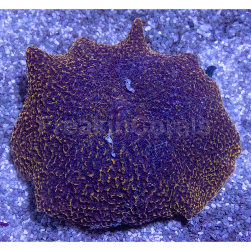 Golden Mammoth Mussoides (XL Size)