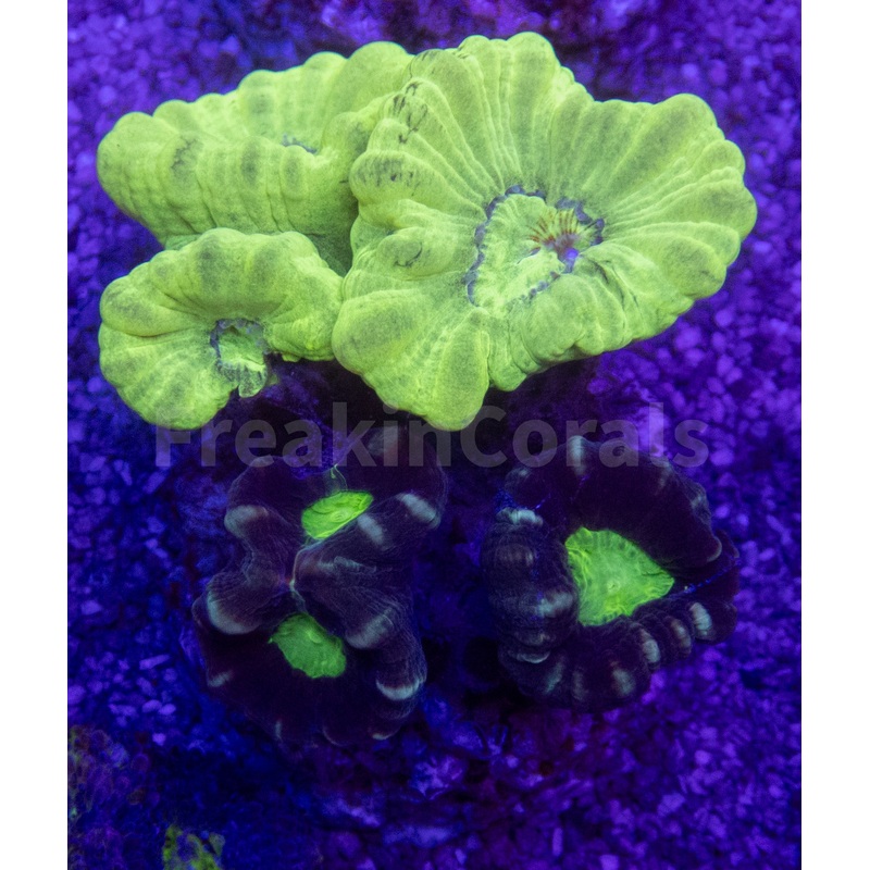 Green Fluor & Coca-Cola Caulastrea Mix