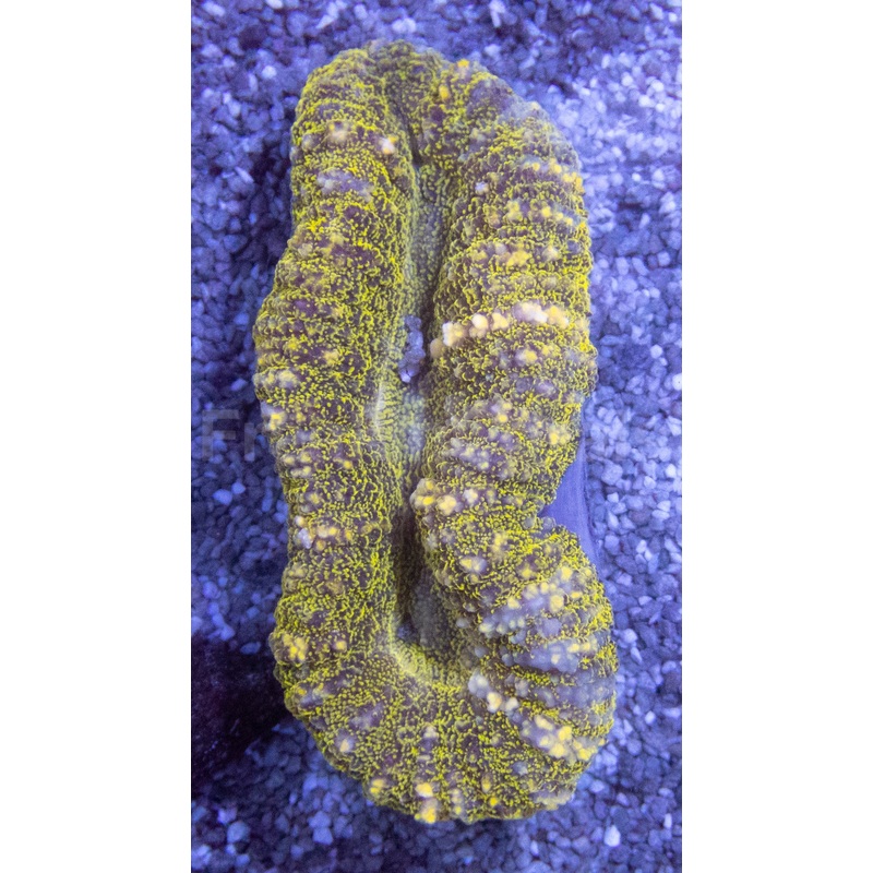 Green Frog Skin Lobophyllia (Lobophyllia sp.)