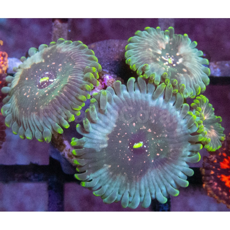 Green Galaxy Zoanthid (Zoanthus spp.  Celestial Glow with Galactic Dots)
