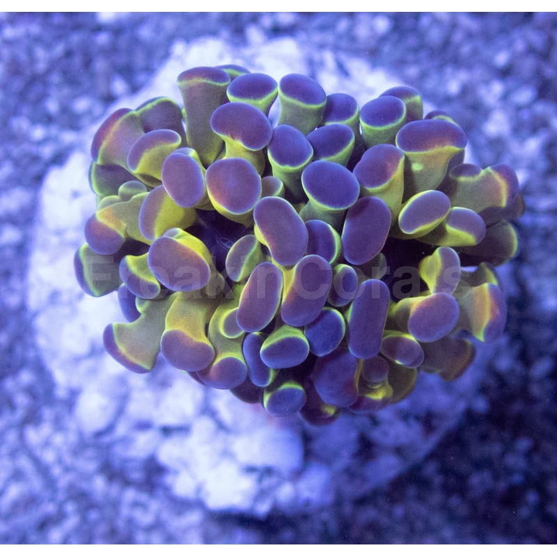 Holographic Mirage Euphyllia (Euphyllia paraancora)