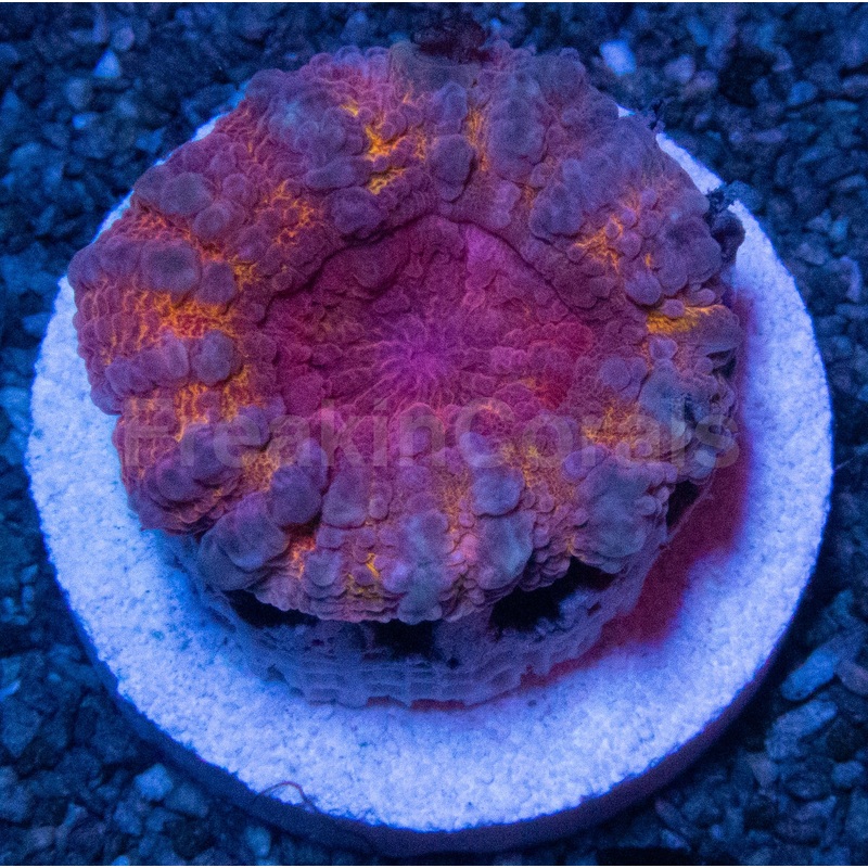 Holographic Rainbow Lobophyllia