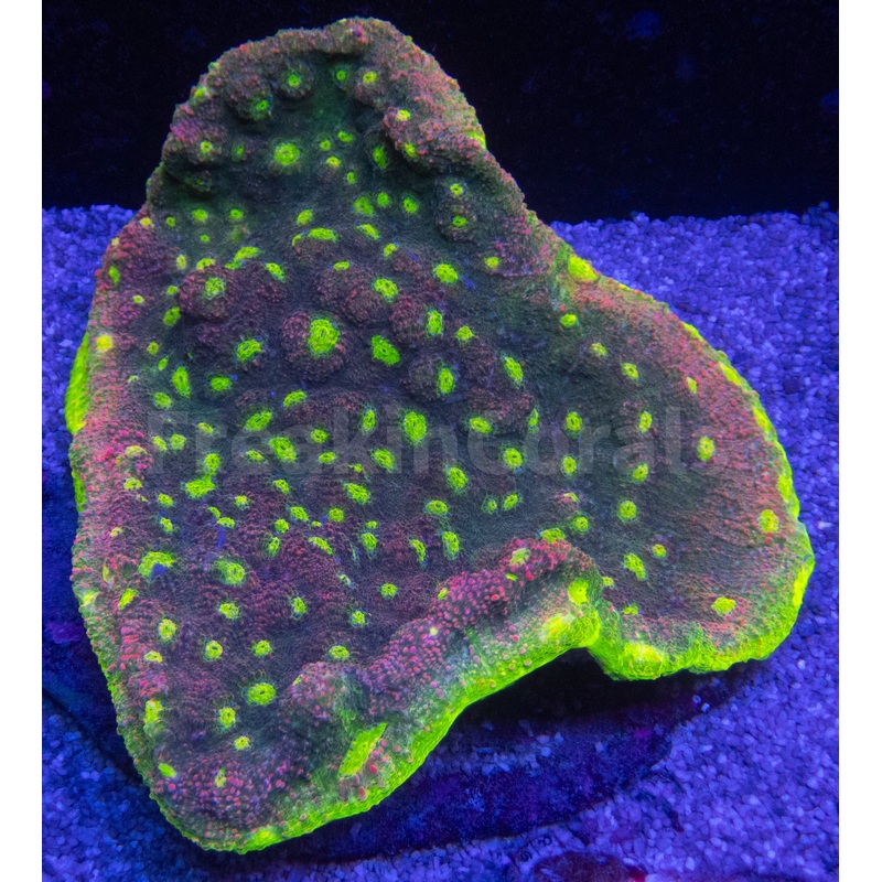 Hyper Watermelon Chalice Colony (XXL colony)
