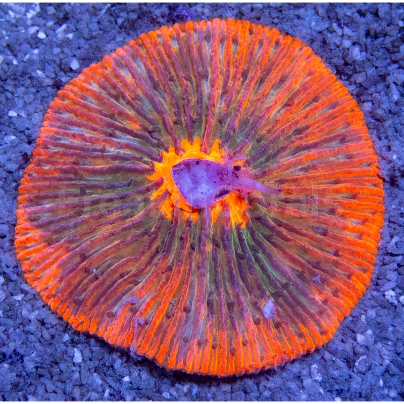 Inferno Bloom Fungia (Fungia spp.)