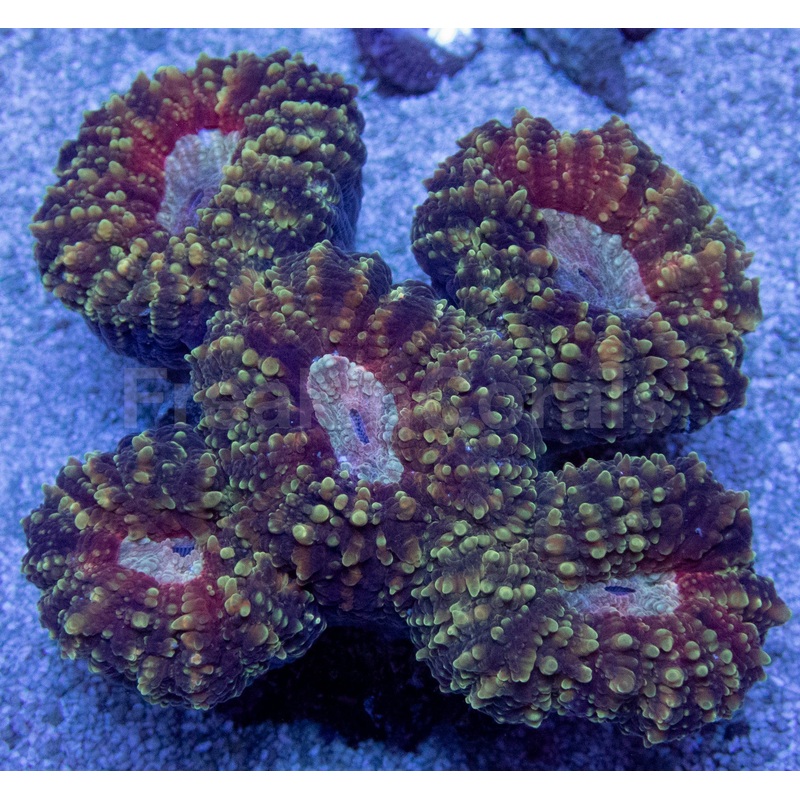 Ivory Embrace Lobophyllia (Lobophyllia spp.)