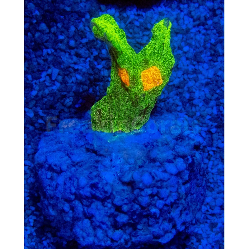 Jason Fox Space Invader Pectinia (USA Signature Coral)