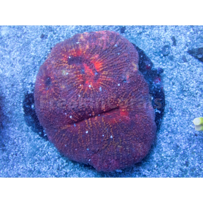 Lobophyllia "Crimson Ember" Coral