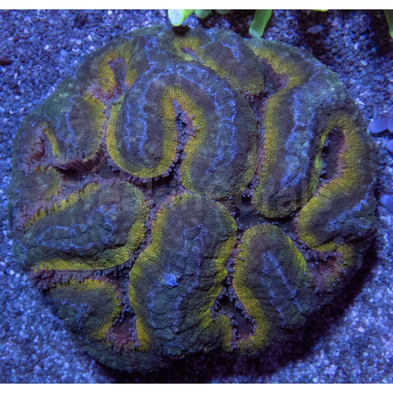 Lunar Ember Symphyllia (Symphyllia sp.)