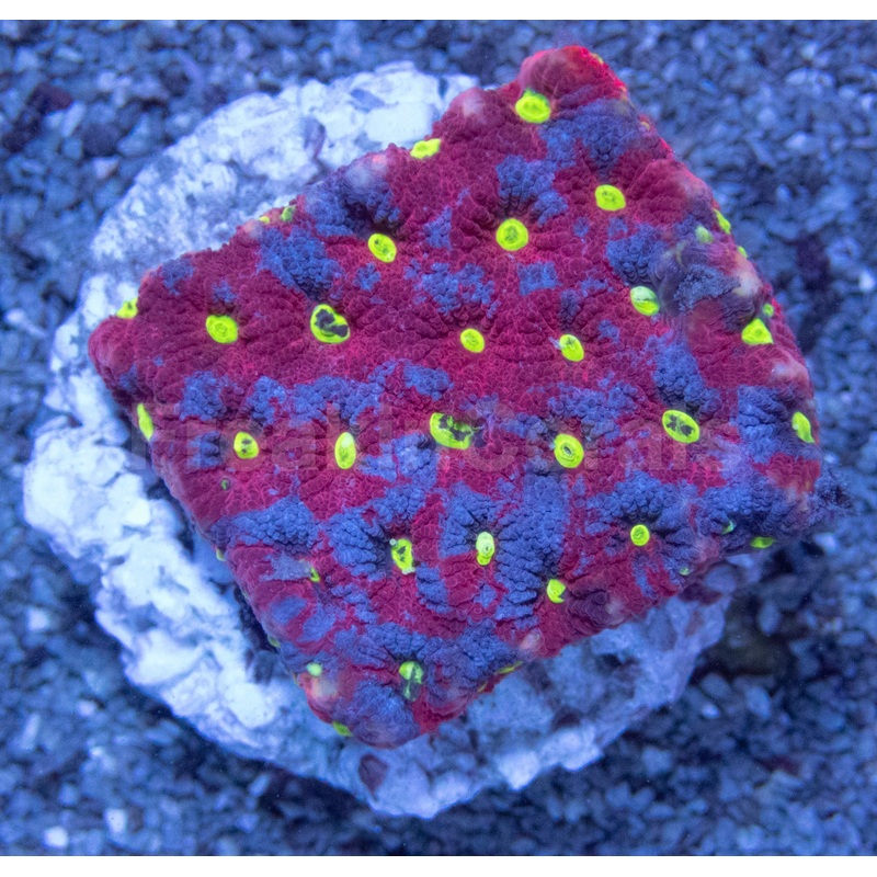 Majestic Prism Favites (Favites spp.)