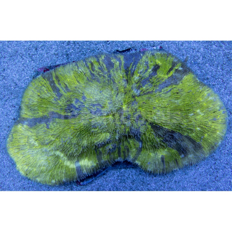 Midnight Emerald Lobactis (Lobactis scutaria) (Rare Tonga Coral XXL Size)