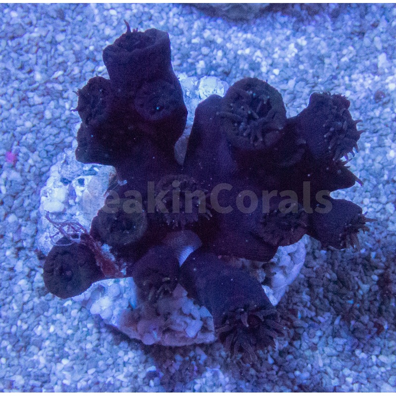 Midnight Sun Coral