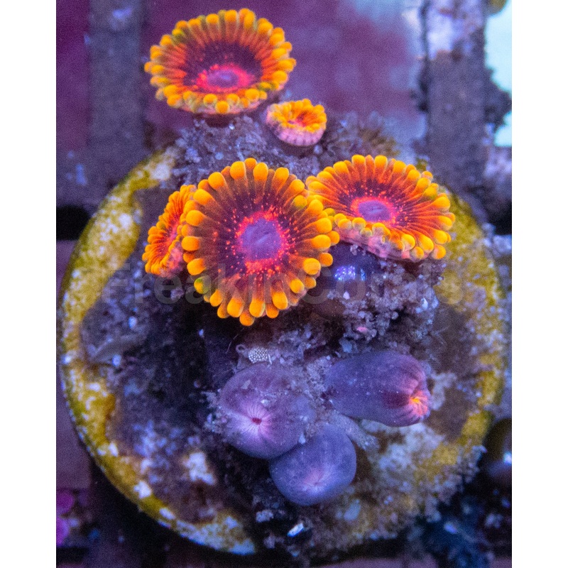 Mind Trick Zoanthus (Zoanthus spp.  Hypnotic Fireburst Pattern)