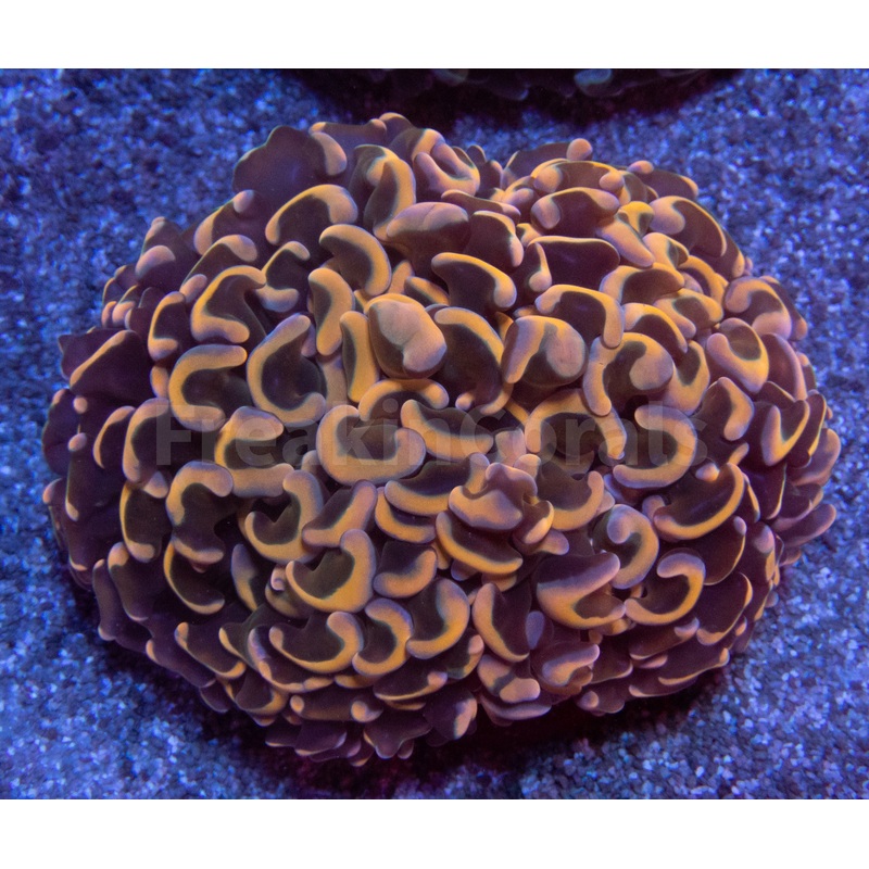 Molten Ember Hammer Coral