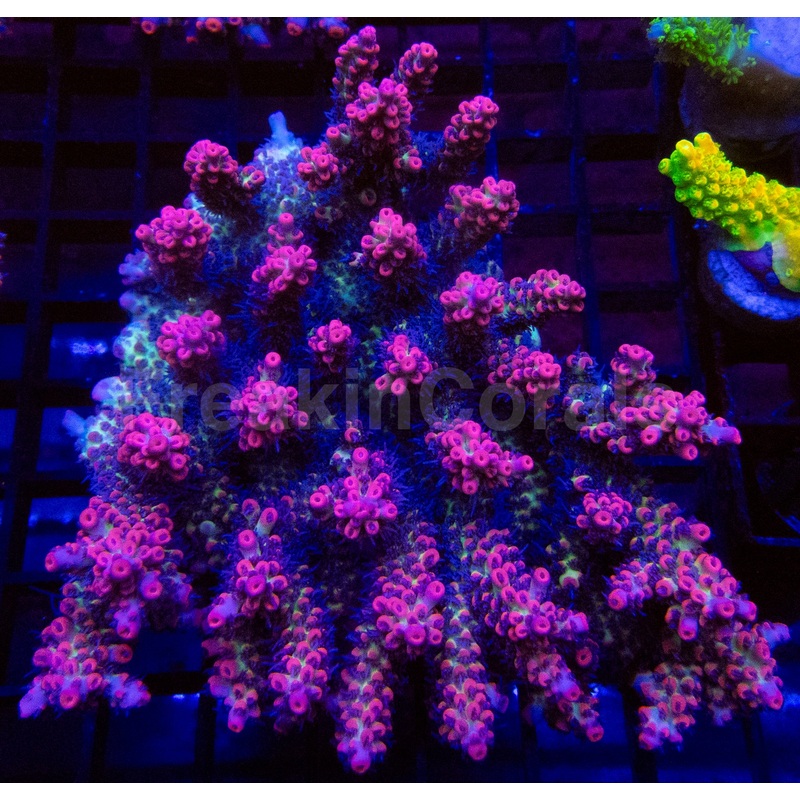 Moranguita Shortcake Acropora (Acropora microclados  Cut to Order)