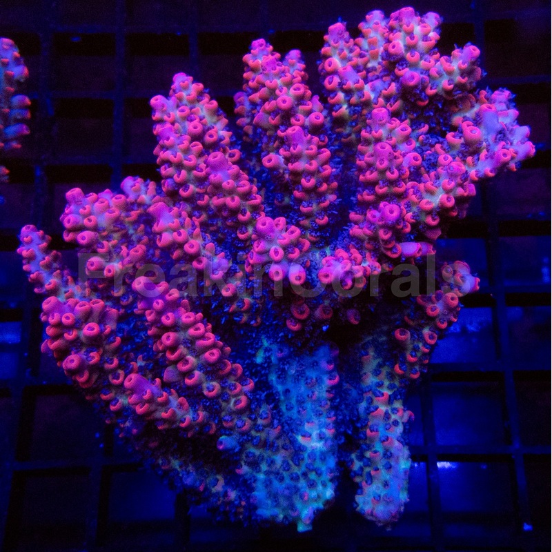 Moranguita Shortcake Acropora (Acropora microclados  Premium Australian Colony)