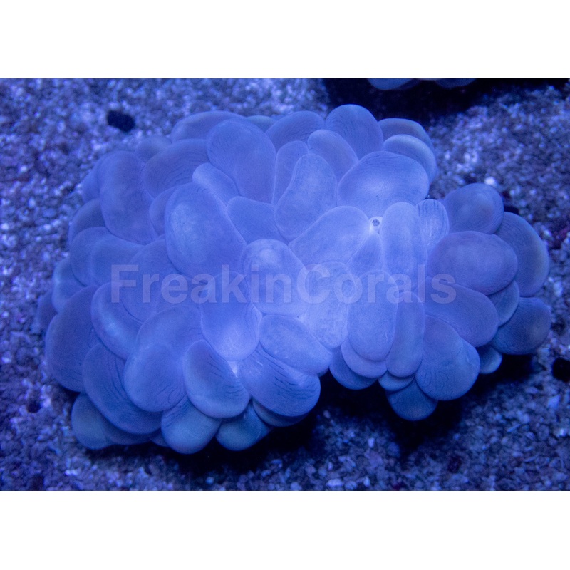 Mystic Amethyst Bubble Coral (Plerogyra sinuosa)