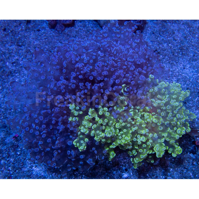 Mystic Aura Euphyllia (Euphyllia paradivisa)