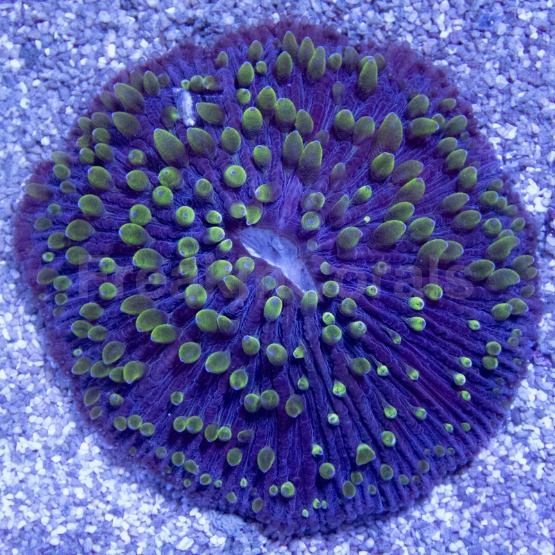 Nebula Bloom Fungia (Fungia spp.)
