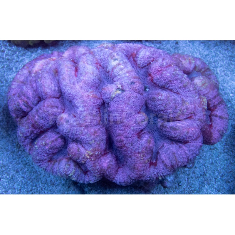 Nebula Majesty Symphyllia (Symphyllia sp., XXL Size)