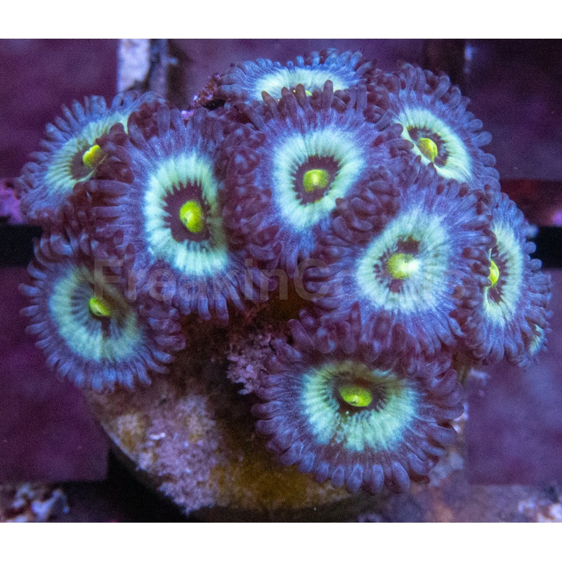 Nebula Zoanthids (Zoanthus spp.  Stellar Color Patterns)