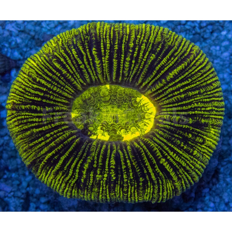 Neon Blaze Trachyphyllia