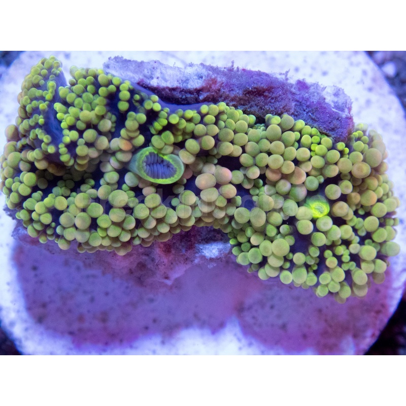 Neon Bloom Ricordea (Ricordea florida)