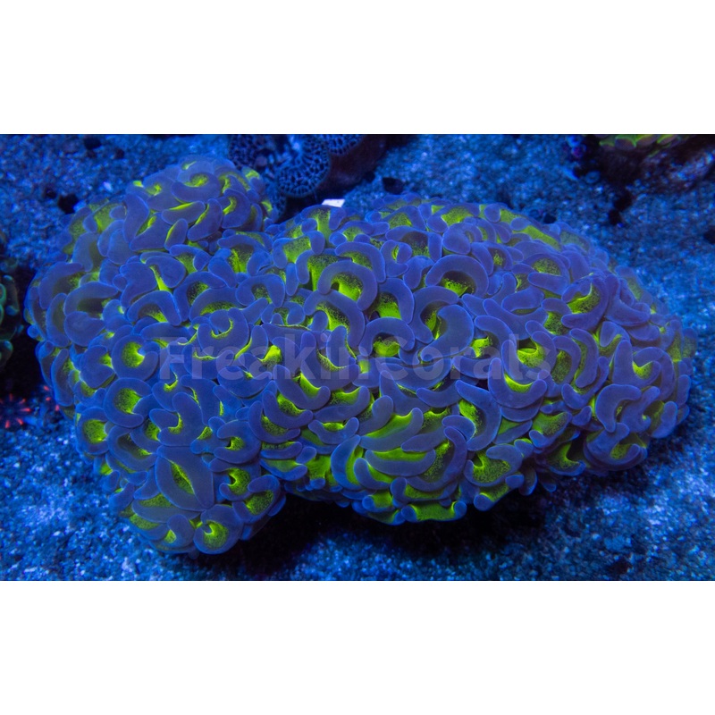 Neon Surge Hammer Coral