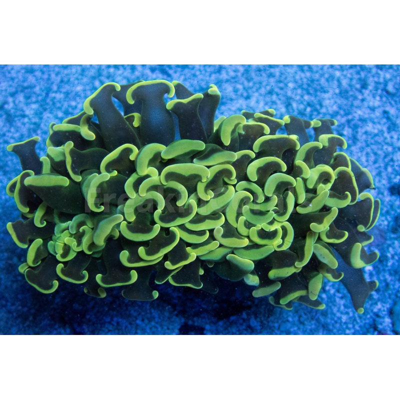 Neon Venom Ancora Euphyllia