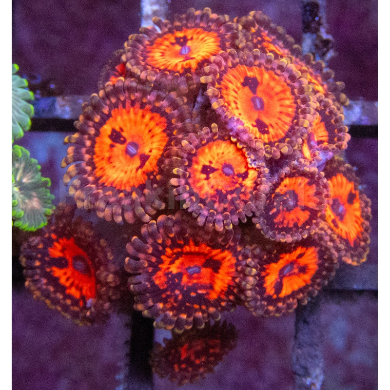 Orange and Black Space Chaos Zoanthus (Zoanthus spp.  Cosmic Color Explosion)