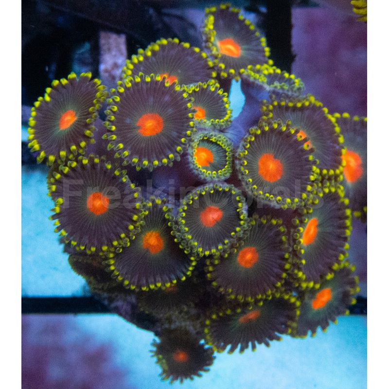 Orange Dot Green Zoanthus (Zoanthus spp.  Vibrant Dual-Tone Polyps)