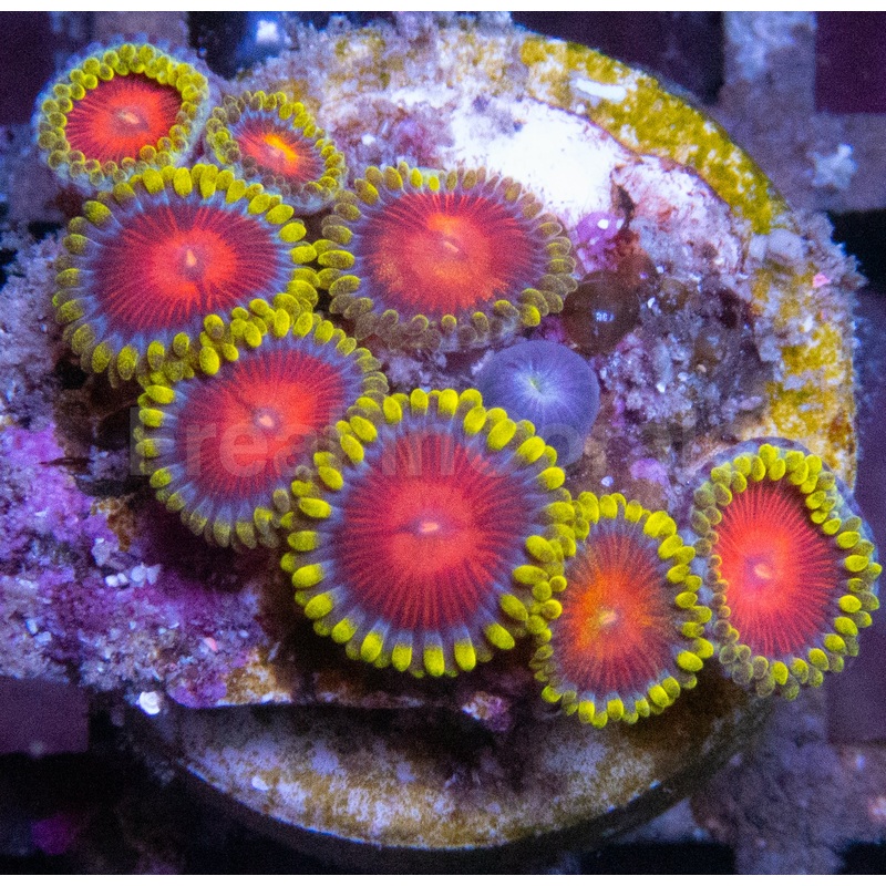 Orange Mandarim Zoanthus (Zoanthus spp.  Exotic Citrus Burst)