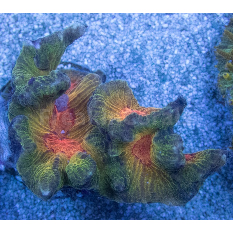 Pectinia "Radiant Inferno" Coral