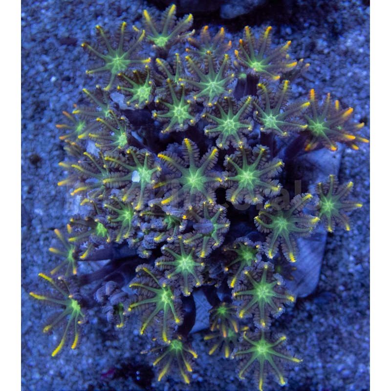 Pink Fusion Clavularia