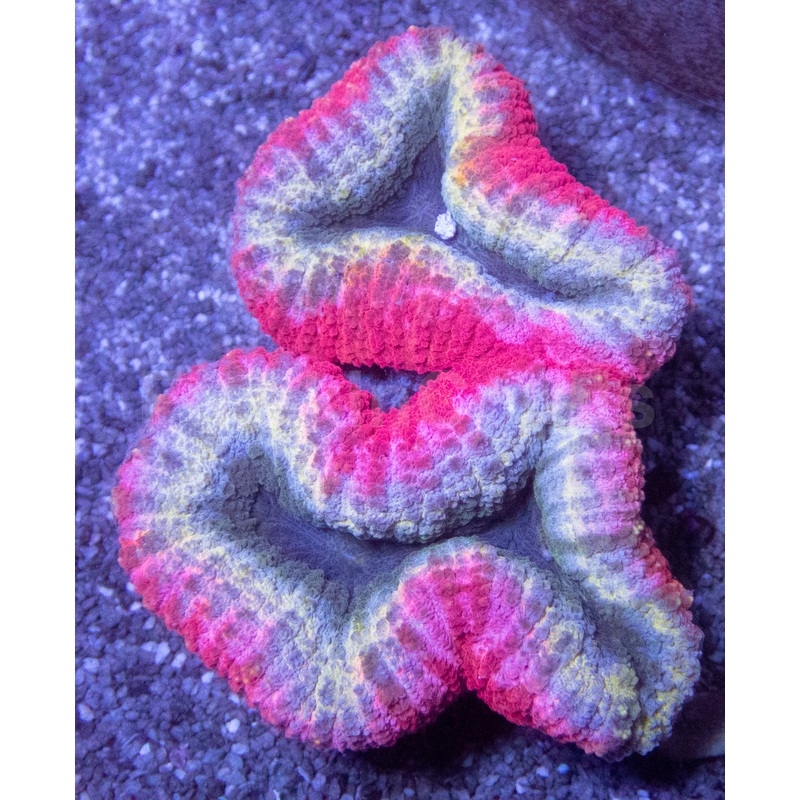 Prismatic Inferno Lobophyllia (Lobophyllia sp.)