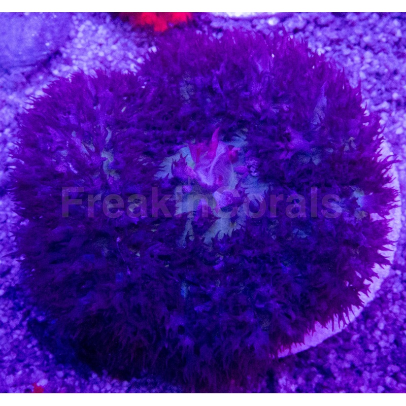 Purple St. Thomas Rodhactis - Rare Edition