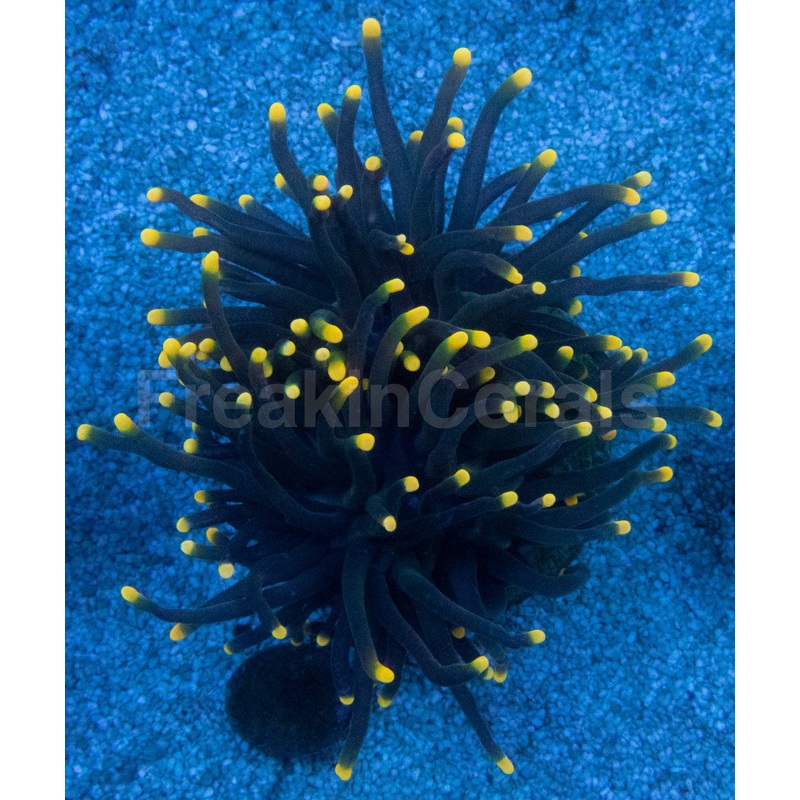 Rasta Inferno Torch Coral (Euphyllia glabrescens  Black Tentacle Rasta Tip Variant)