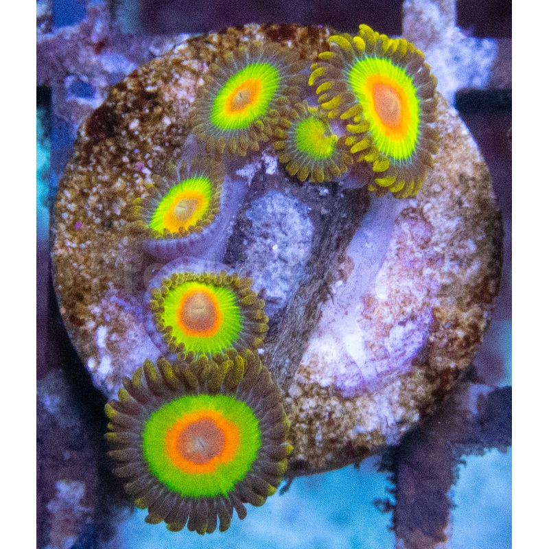 Rasta Zoanthus (Zoanthus spp.  Fiery & Vibrant Polyps)