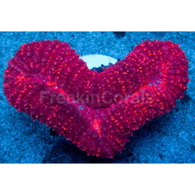Red Lobophyllia (Lobophyllia Hemprichii)