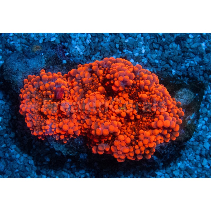 Ricordea Yuma Super Orange Extra Bubbles (Ricordea yuma  Radiant, Textured Elegance)