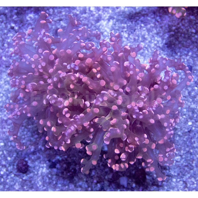 Rose Nebula Euphyllia (Euphyllia paradivisa)