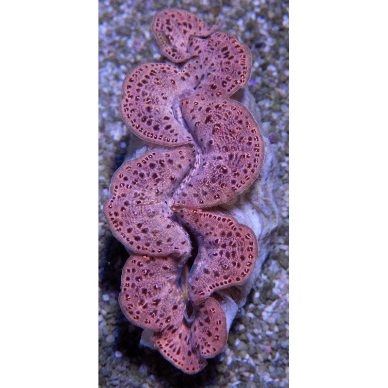 Royal Sunset Tridacna (Tridacna maxima)