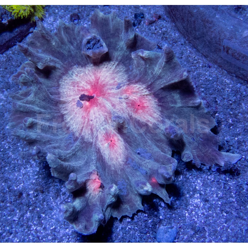 Scarlet Halo Pectinia (Pectinia spp.)