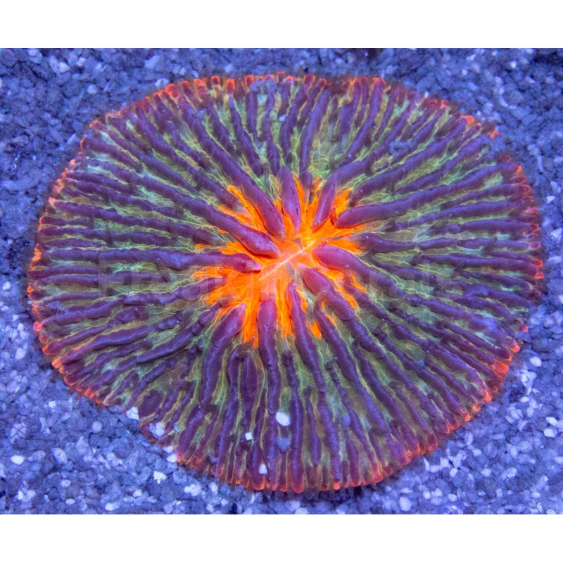 Solar Burst Fungia (Fungia spp.)